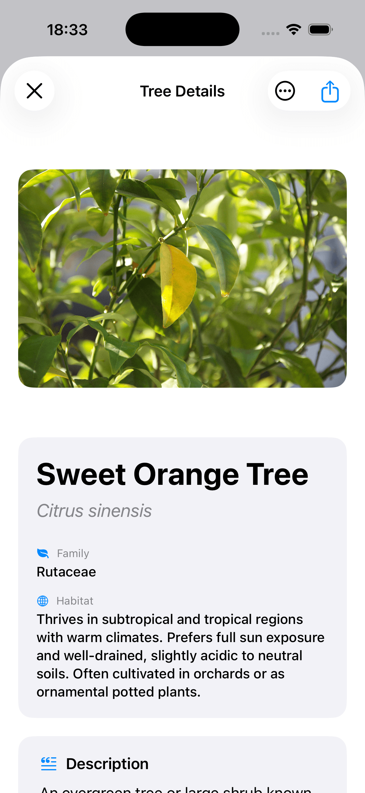 TreeBarkID Screenshot 2